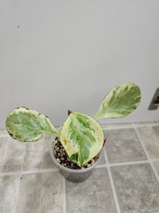 Marble Peperomia Obtusifolia