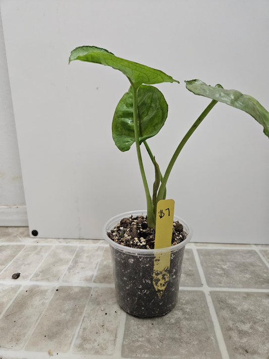 Mango Allusion Syngonium