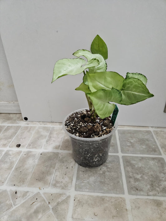 Fairy WIngs Syngonium