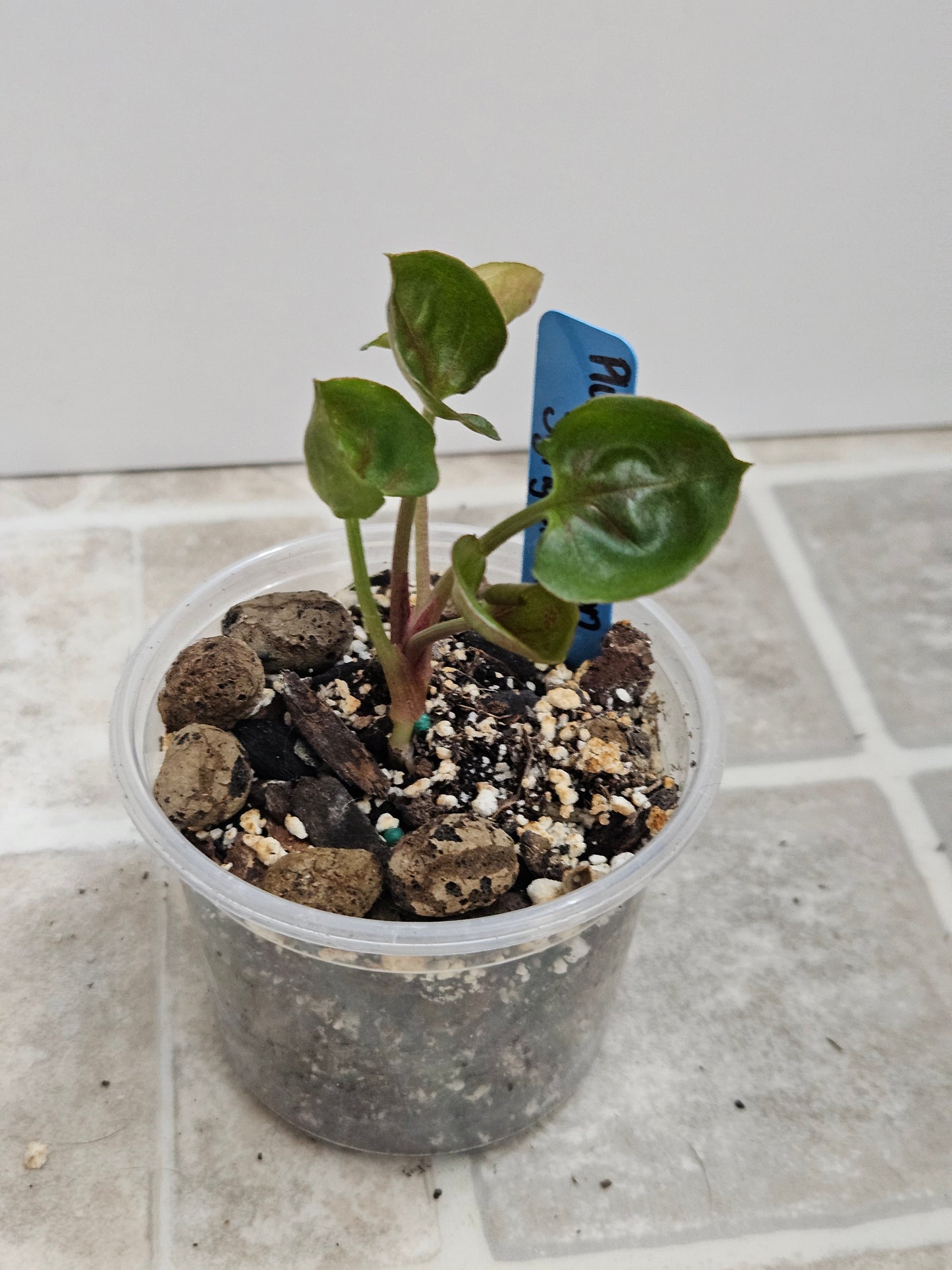 Plum Allusion Syngonium