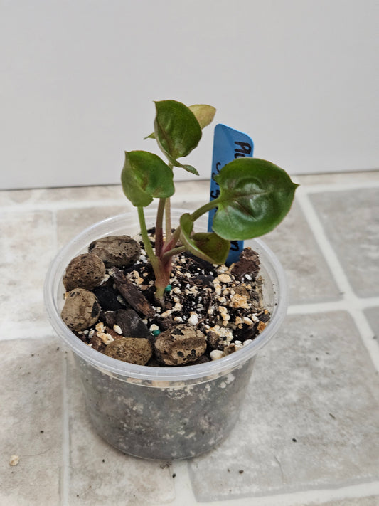 Plum Allusion Syngonium