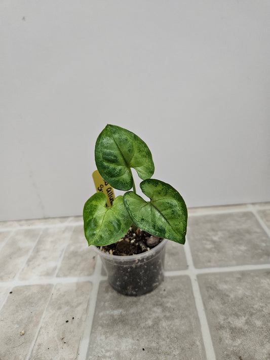 Gold Allusion Syngonium