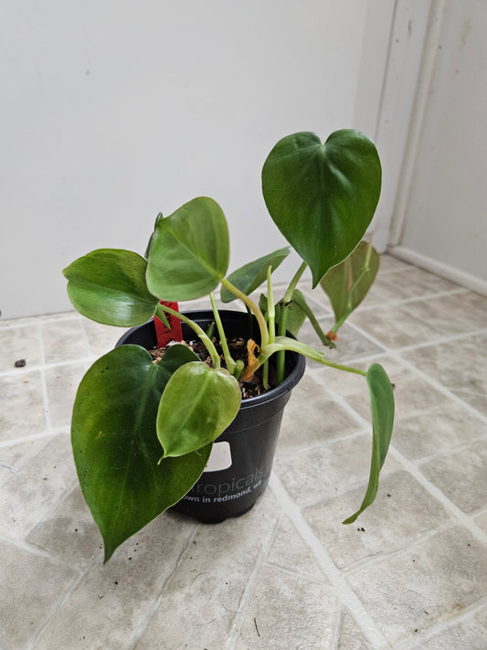 Green Heart leaf Philodendron