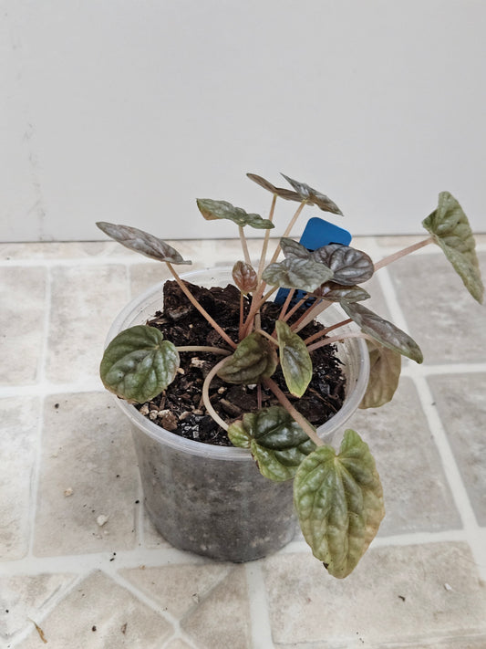 Dark Ripple Peperomia
