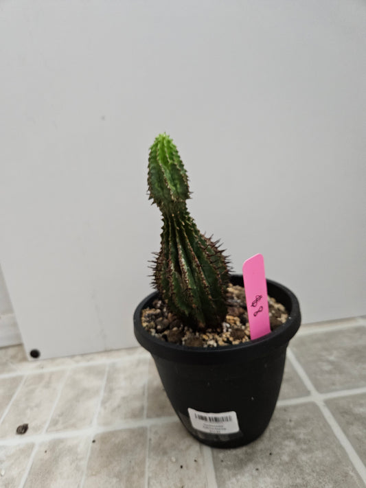 African Milk Barrel Cactus