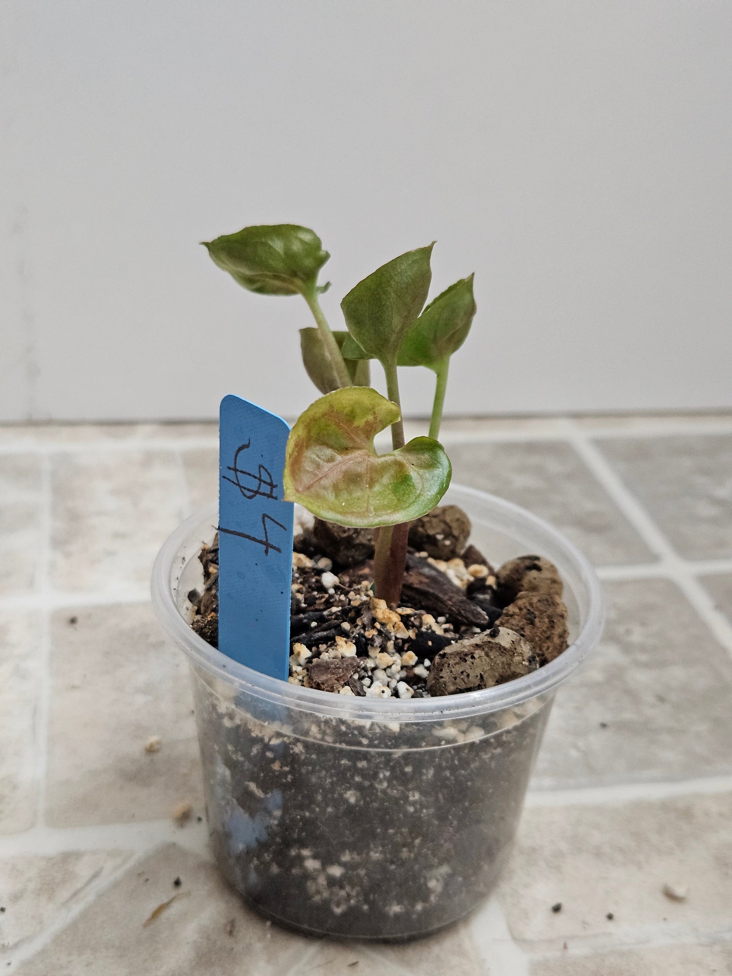 Plum Allusion Syngonium