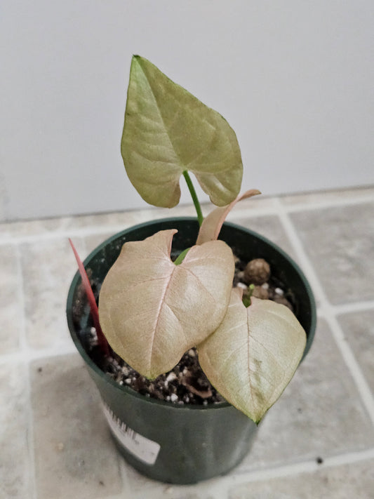 Neon Robusta Syngonium