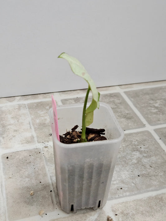 Milk Confetti Syngonium