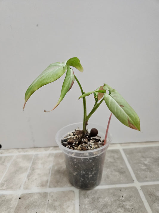 Pink Salmon Syngonium