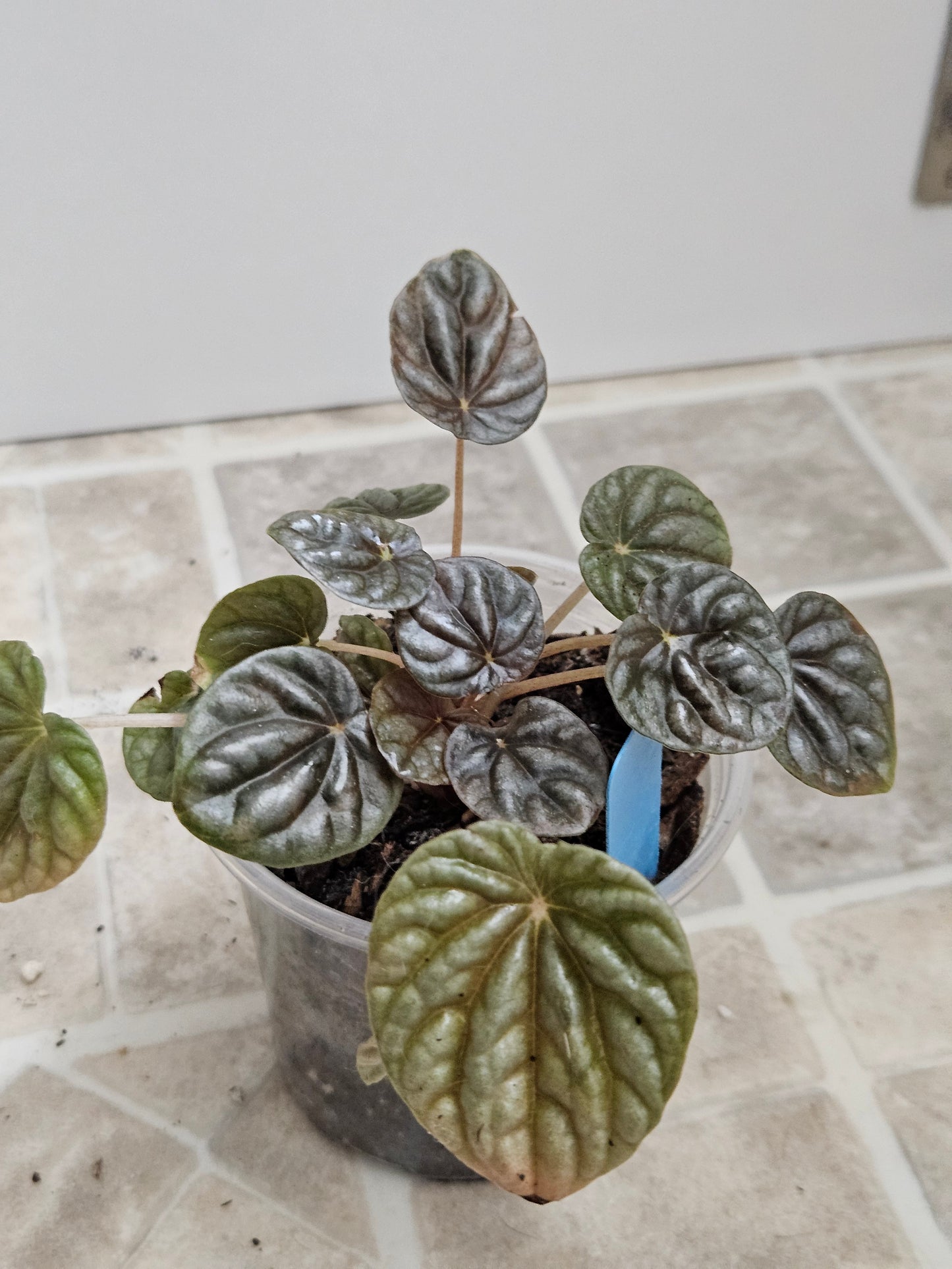 Dark Ripple Peperomia