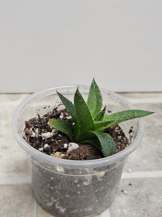 Haworthia