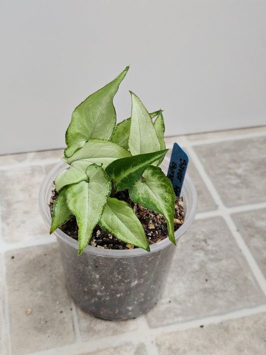 Silver Fox Syngonium