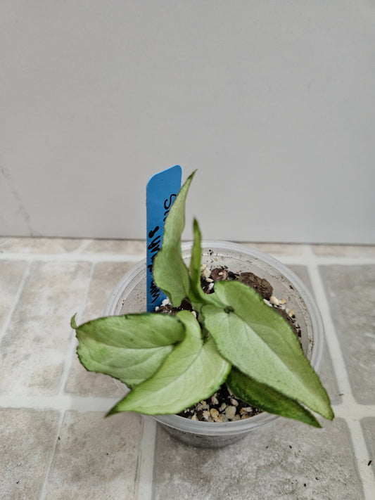 Silver Fox Syngonium