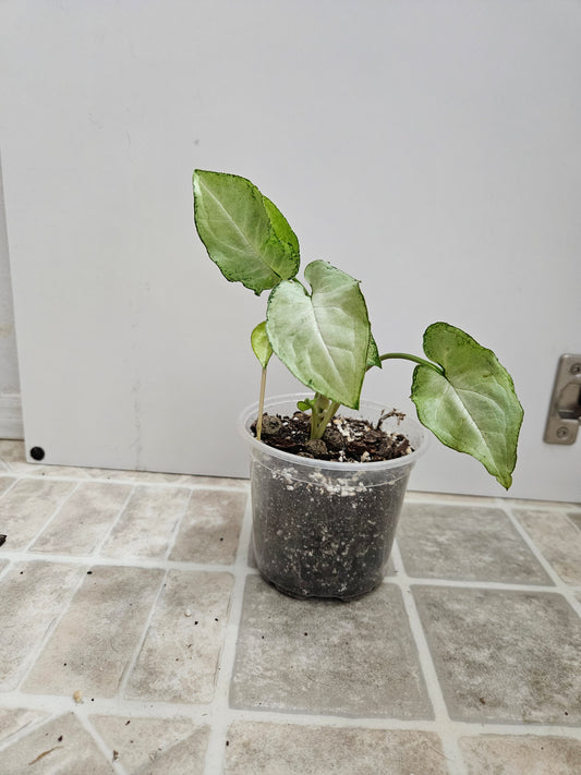 Fairy Wings Syngonium