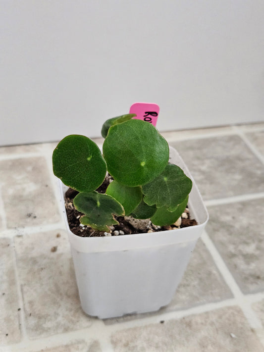Rain Drop Peperomia