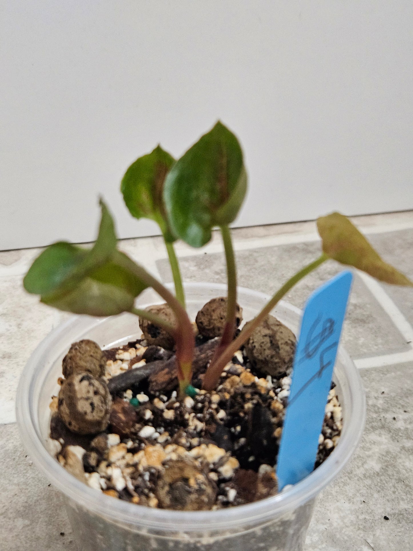 Plum Allusion Syngonium