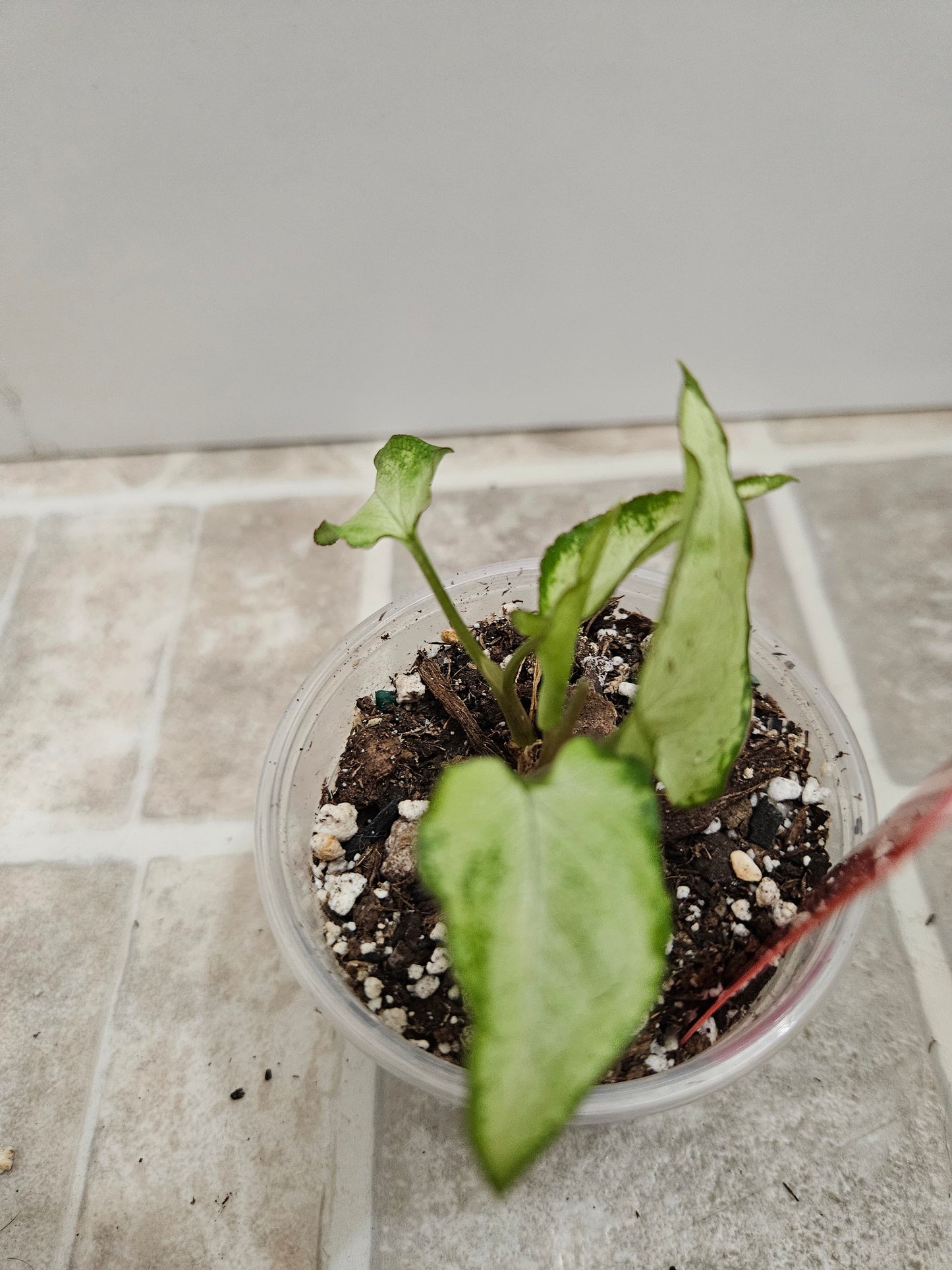 Silver Fox Syngonium