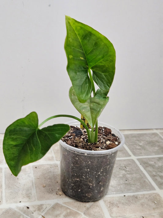 Pink Splash Syngonium